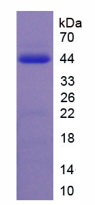 Recombinant Galanin (GAL)