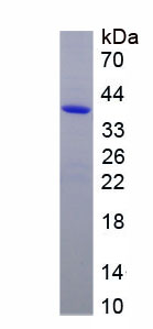 Recombinant Alkaline Phosphatase, Intestinal (ALPI)