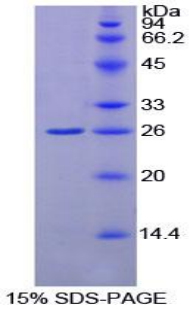 Recombinant Glutathione S Transferase Kappa 1 (GSTk1)