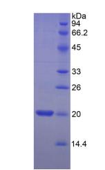 Recombinant Myosin Light Chain 2 (MYL2)