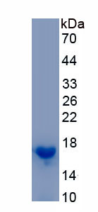 Recombinant Myosin Light Chain 1 (MYL1)