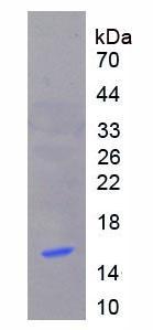 Recombinant Metallothionein 1 (MT1)