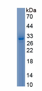 Recombinant Macrophage Stimulating Protein (MSP)