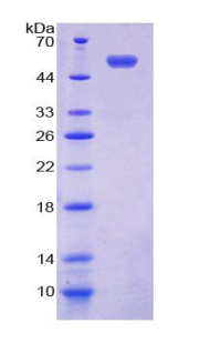 RPB147Hu01.jpg