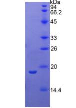 Recombinant Phospholipase A1 (PLA1)