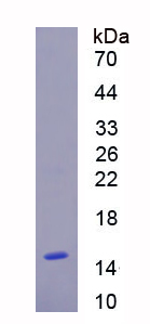 Recombinant Interleukin 31 (IL31)