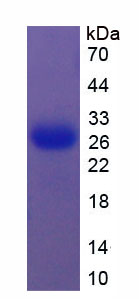 Recombinant Clusterin (CLU)