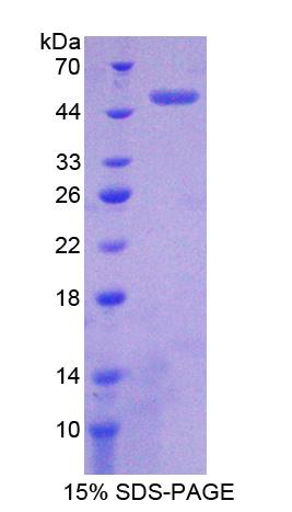 Recombinant Clusterin (CLU)