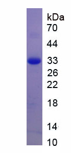 Recombinant Taxilin Alpha (TXLNa)