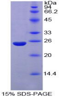 RPB188Mu01.jpg