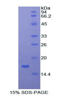 Recombinant Lysozyme (LZM)