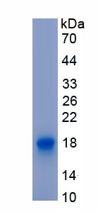 Recombinant Cartilage Oligomeric Matrix Protein (COMP)