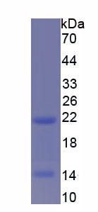 Recombinant Cartilage Oligomeric Matrix Protein (COMP)