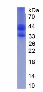 Recombinant Sperm Specific Antigen 2 (SSFA2)