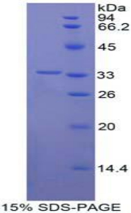 Recombinant Contactin 1 (CNTN1)