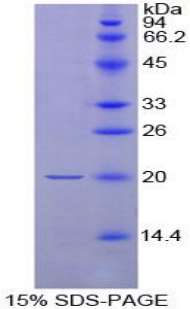 RPB203Ra01.jpg