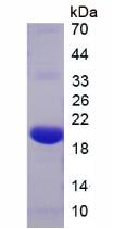 Recombinant Relaxin (RLN)