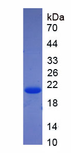 Recombinant Synuclein Alpha (SNCa)