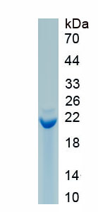 Recombinant Synuclein Alpha (SNCa)