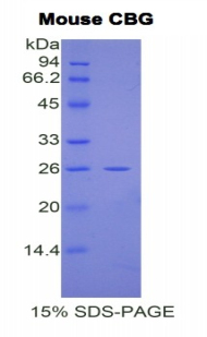 RPB226Mu02.jpg