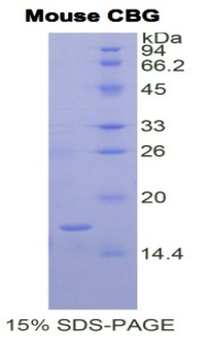 Recombinant Corticosteroid Binding Globulin (CBG)