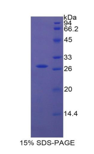 Recombinant Integrin Alpha 2 (ITGa2)