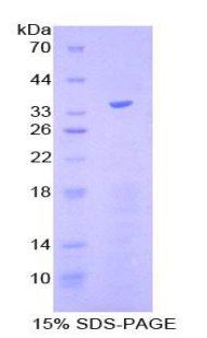 Recombinant Kruppel Like Factor 4, Gut (KLF4)