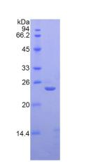 Recombinant Sialic Acid Binding Ig Like Lectin 12 (SIGLEC12)