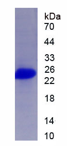 Recombinant Sialic Acid Binding Ig Like Lectin 12 (SIGLEC12)