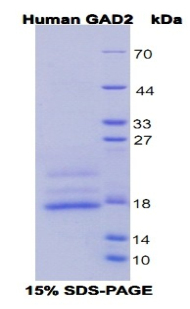 Recombinant Glutamate Decarboxylase 2 (GAD2)