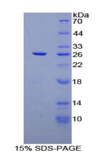 RPB261Hu01.jpg