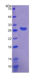 RPB261Mu01.jpg