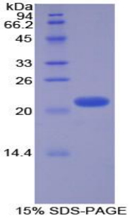 Recombinant Glucagon (GCG)