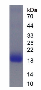 Recombinant Membrane Cofactor Protein (MCP)