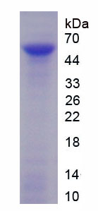 Recombinant Integrin Alpha 6 (ITGa6)