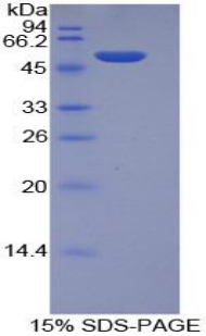 Recombinant Integrin Alpha 6 (ITGa6)