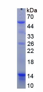 Recombinant Integrin Alpha 6 (ITGa6)