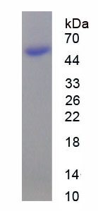 Recombinant Milk Fat Globule EGF Factor 8 (MFGE8)