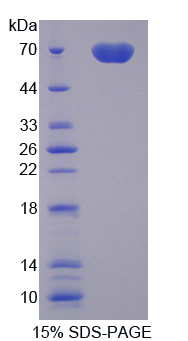 Recombinant Milk Fat Globule EGF Factor 8 (MFGE8)