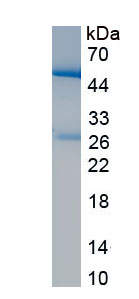 Recombinant Integrin Alpha 5 (ITGa5)