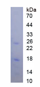 Recombinant Dopamine Receptor D1 (DRD1)