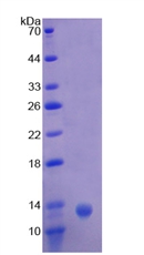 Recombinant Complement C4-B (C4B)