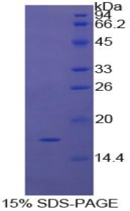 Recombinant Pleiotrophin (PTN)