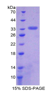 Recombinant Integrin Alpha 1 (ITGa1)