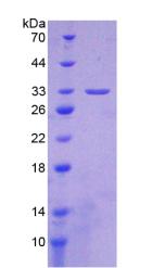 Recombinant Integrin Alpha 1 (ITGa1)