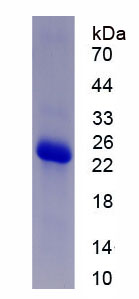 Recombinant Integrin Alpha 4 (ITGa4)