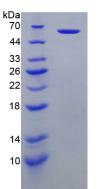 Recombinant Perforin 1 (PRF1)