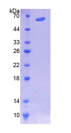 Recombinant Microtubule Associated Protein 4 (MAP4)