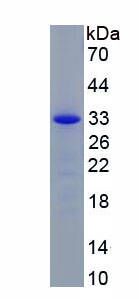 Recombinant Tenascin R (TNR)