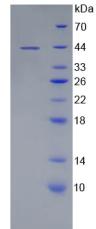 Recombinant Microtubule Associated Protein 2 (MAP2)